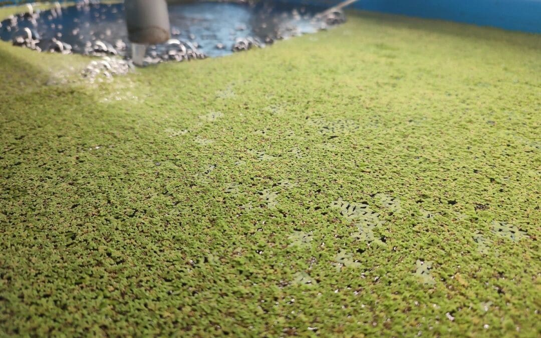 HARNESSING AZOLLA: A SUSTAINABLE PROTEIN SOURCE FOR FISH AND LIVESTOCK FEED